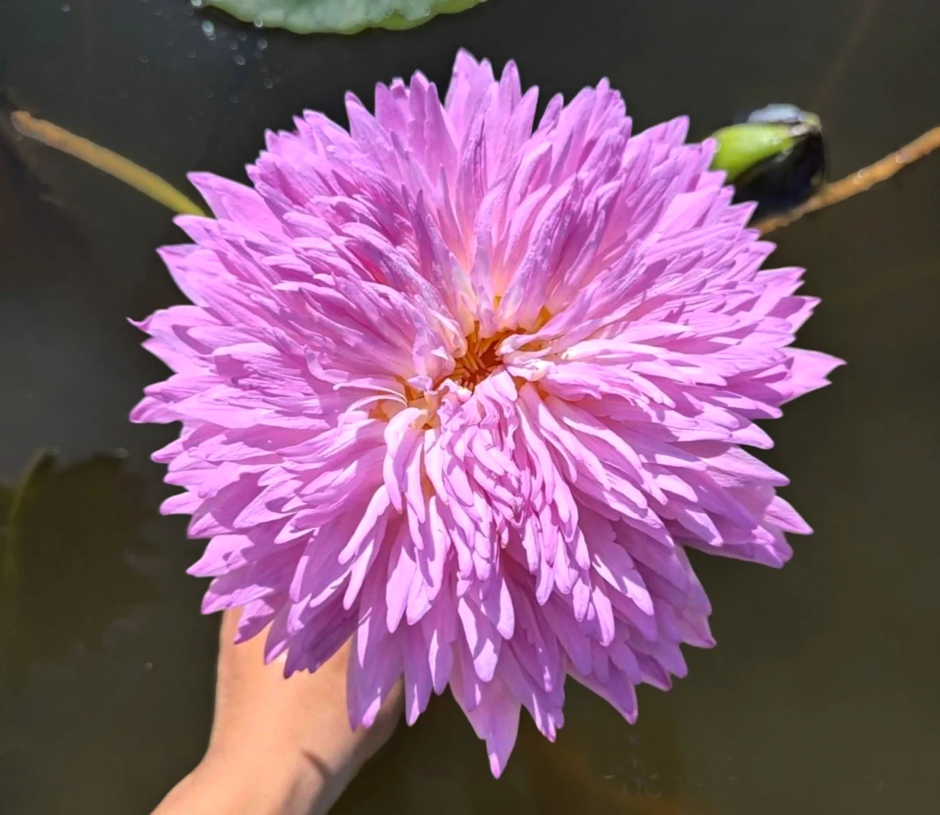 All Waterlilies For Sale