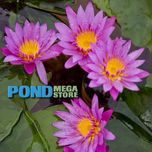New & Rare Water Lilies