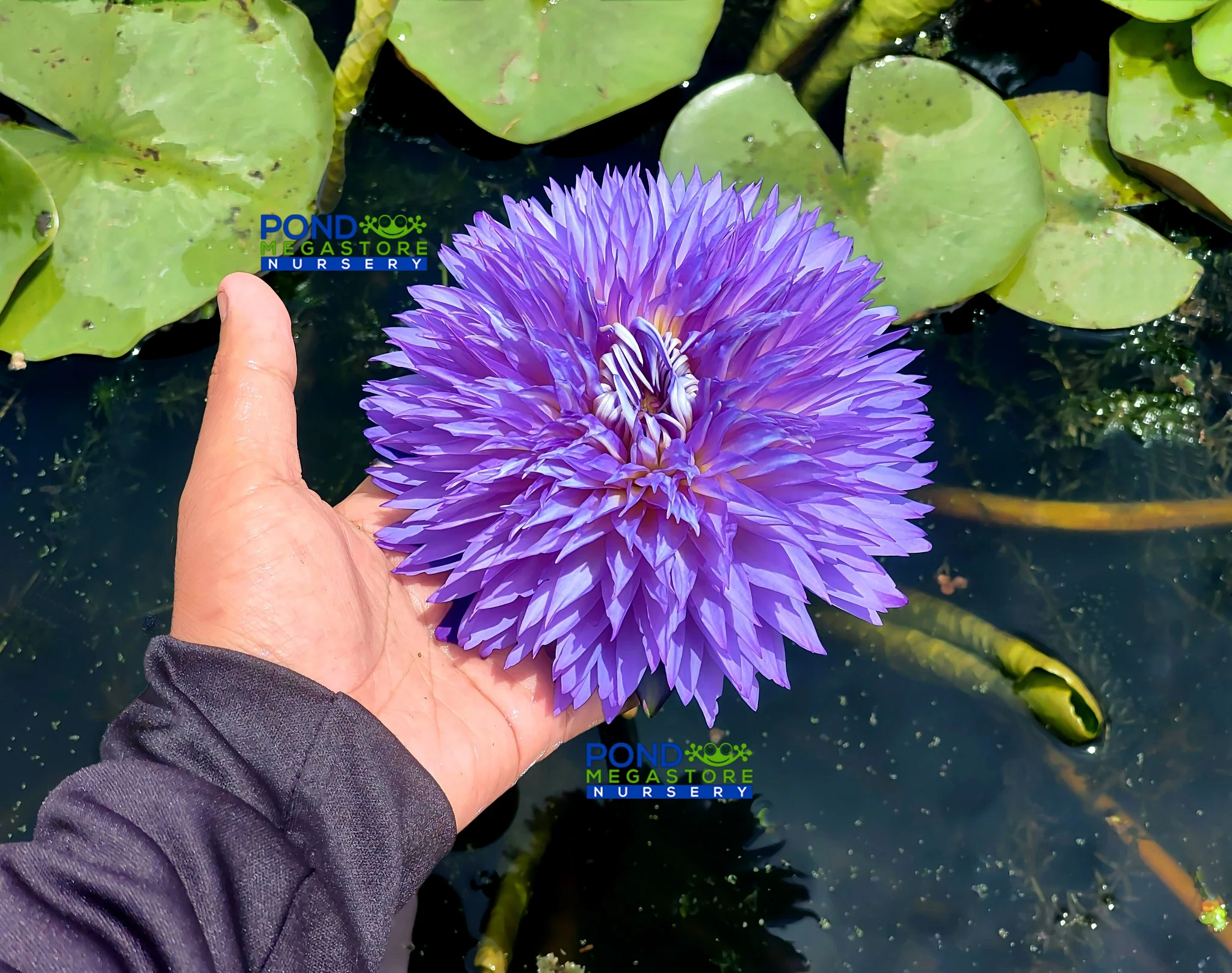 New Water Lilies for Sale