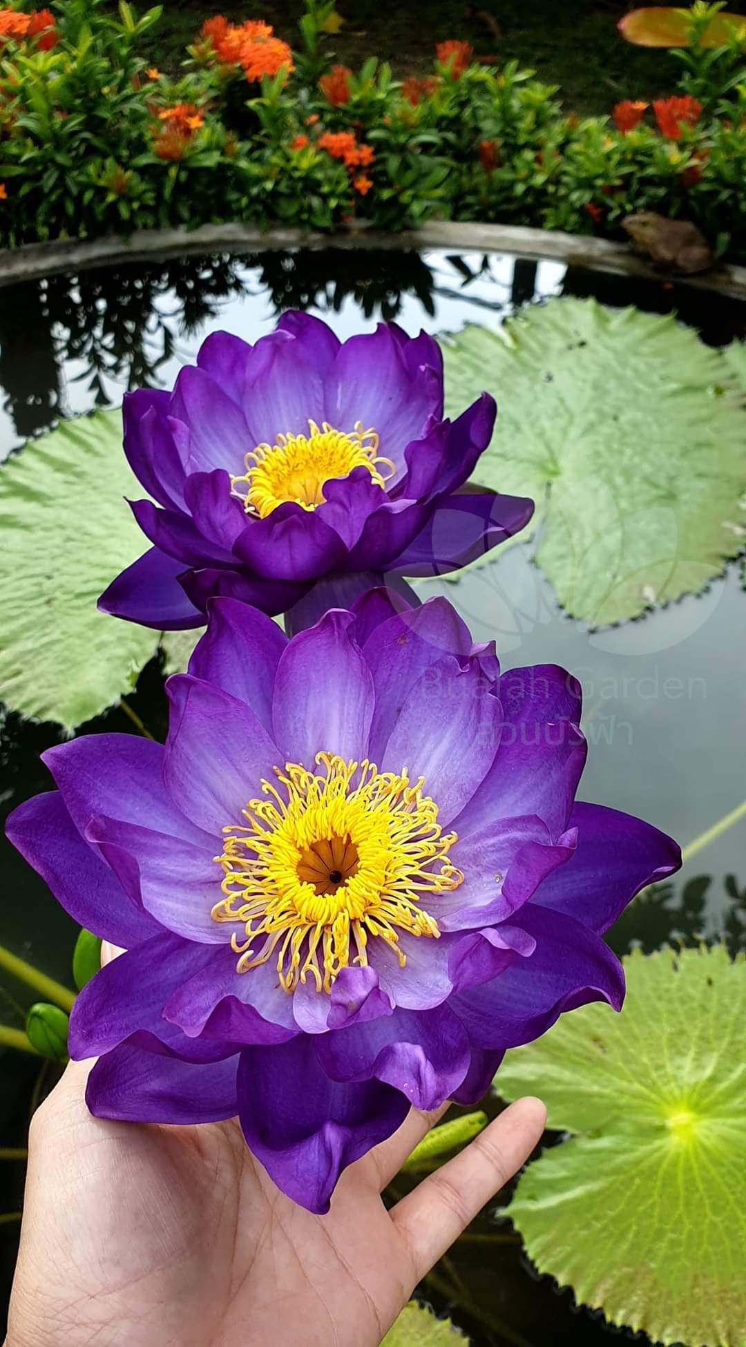 RARE & NEW <b>WATERLILY & LOTUS