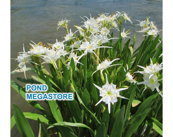 Pond Plants Discounted and on Sale!